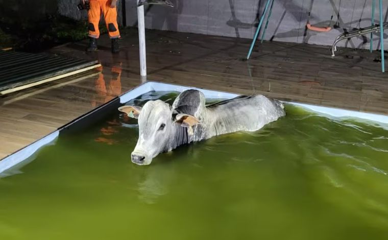 Boi invade casa, entra em piscina e é resgatado pelo Corpo de Bombeiros em MG