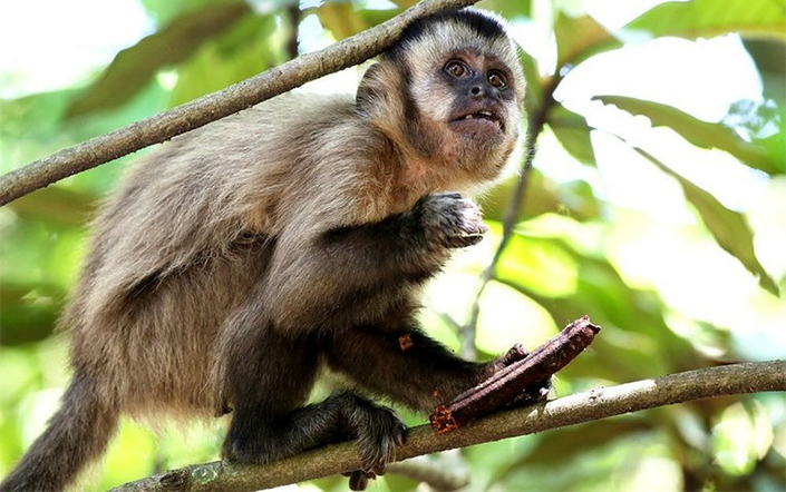 Saúde descarta febre amarela em dois macacos encontrados em Sete Lagoas