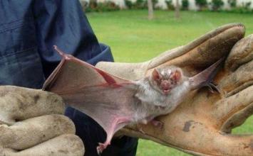 Belo Horizonte registra primeiros casos de vírus da raiva em morcegos em 2024
