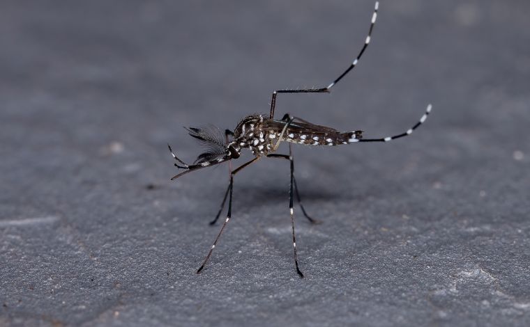 Dengue: tire as principais dúvidas sobre a doença