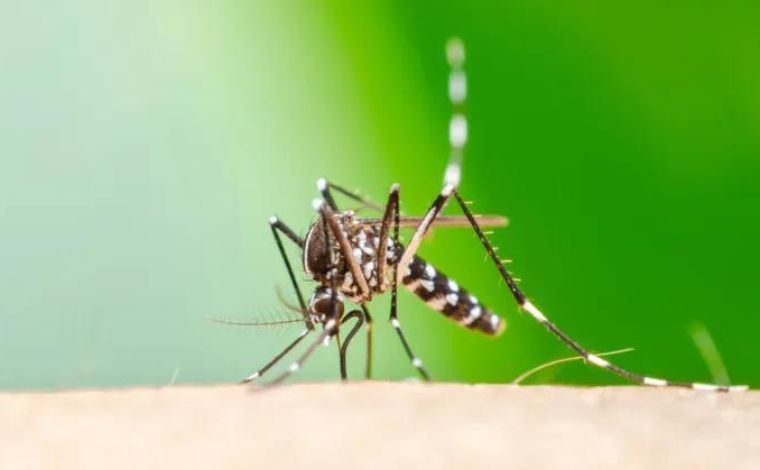 Foto: Ilustrativa - AlÃ©m disso, foram notificados 825 novos casos de chikungunya, somando 27.446 desde o inÃ­cio do ano, com nove Ã³bitos confirmados. O balanÃ§o tambÃ©m aponta sete casos confirmados de zika, com outros 98 provÃ¡veis