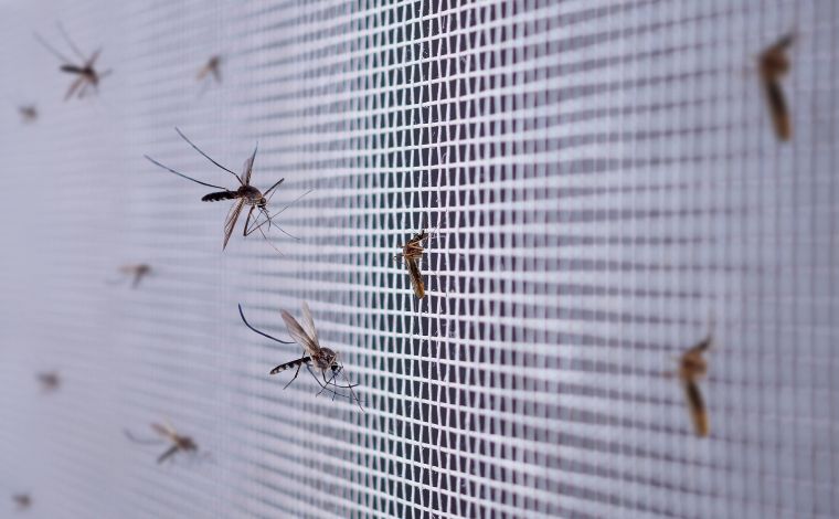 Foto: Ilustrativa - Em meio Ã  explosÃ£o de casos de dengue no paÃ­s, os especialistas alertam que as mudanÃ§as no comportamento do mosquito sÃ£o um fator que pode contribuir para o nÃºmero elevado de casos observado