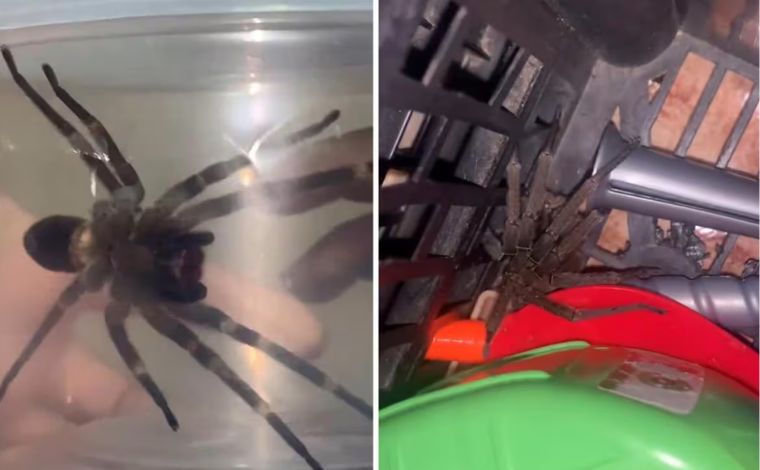 Aranha-armadeira escondida em caixa de brinquedos pica criança na Grande BH; veja vídeo 
