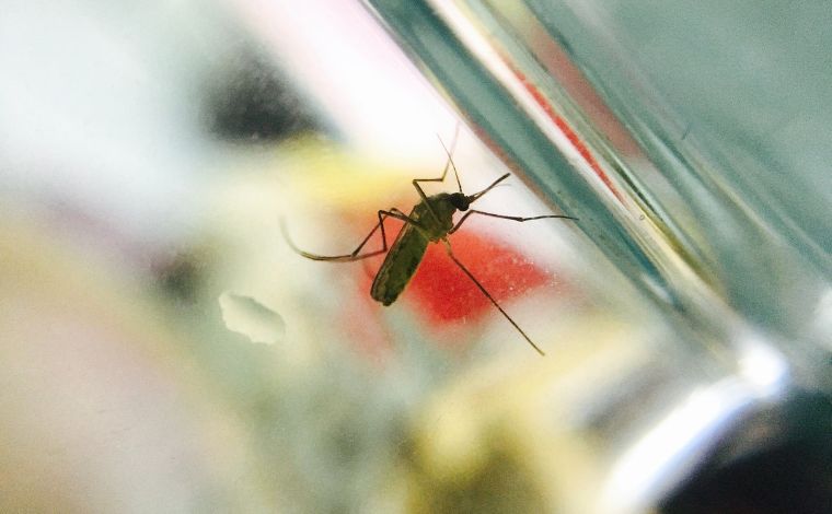 Aedes Aegypti: sexta morte por chikungunya é registrada em Sete Lagoas