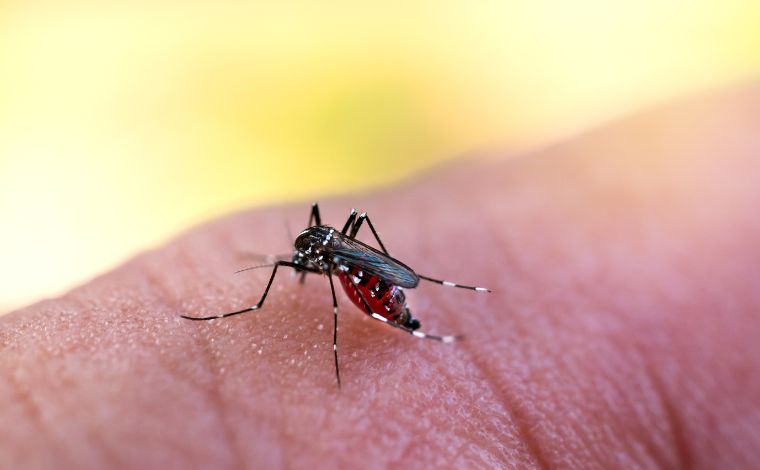 Foto: Getty Images - Segundo o MinistÃ©rio da SaÃºde, nove unidades federativas estÃ£o com tendÃªncia de queda consolidada no nÃºmero de casos de dengue: Acre, Roraima, Amazonas, Tocantins, GoiÃ¡s, PiauÃ­, Minas Gerais, EspÃ­rito Santo e Distrito Federal