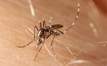 Dengue, Zika e Chikungunya: cronograma de bloqueio tem novo horário em Sete Lagoas; veja 