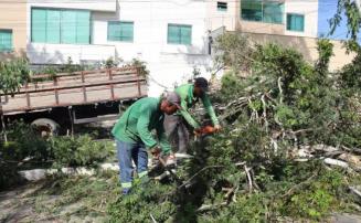 Sete Lagoas inicia substituição de árvores com risco de queda na avenida Vila Lobos