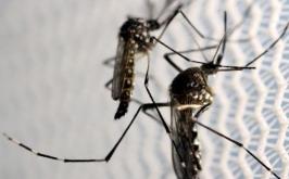 Minas Gerais enfrenta maior crise de dengue com número recorde de óbitos em 2024