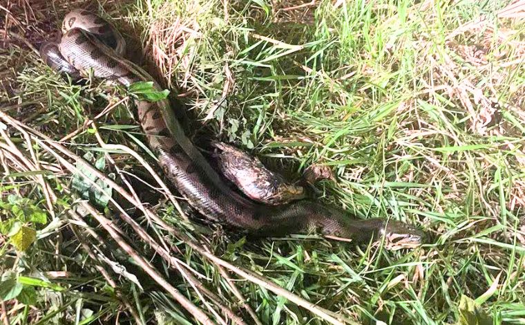  Foto: DivulgaÃ§Ã£o/CBMMG - O dono da fazenda informou aos bombeiros que colocou a cobra no freezer depois que ela atacou e engoliu uma das suas galinhas. O animal foi mantido no refrigerador desligado atÃ© a chegada dos militares