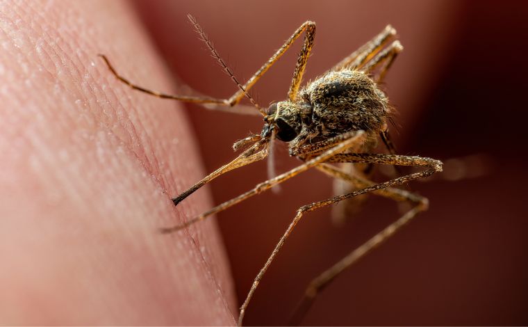 Foto: Getty Images - De acordo com a Fiocruz, a malÃ¡ria Ã© uma doenÃ§a infecciosa, febril, aguda e potencialmente grave. Ela Ã© causada pelo parasita do gÃªnero Plasmodium, transmitido ao homem, na maioria das vezes, pela picada do mosquito-prego