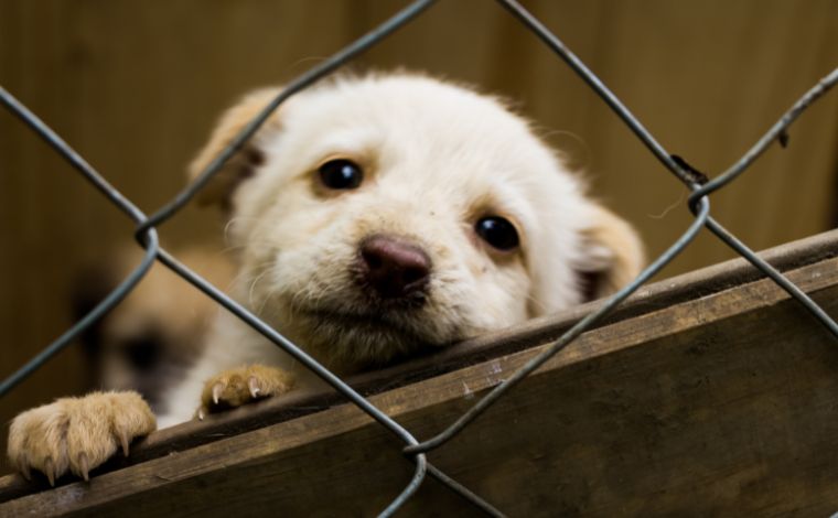 CCZ participa de feira de adoção de pets no Hiper Santa Helena no domingo, 5 de maio