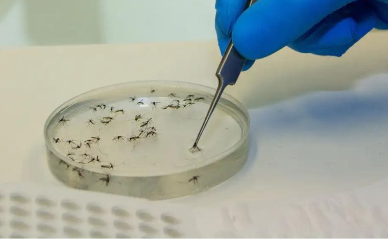 Foto: FlÃ¡vio Carvalho/Fiocruz - O chamado mÃ©todo Wolbachia consiste em inserir a bactÃ©ria em ovos do mosquito em laboratÃ³rio e criar Aedes aegypti que portam o microrganismo