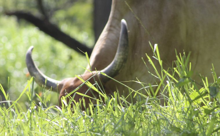 Foto: Pixabay - Um dos trabalhadores da fazenda, que presenciou a tragÃ©dia, relatou Ã  PM que a vÃ­tima estava realizando atividades na fazenda quando foi atacada pelo animal e arremessada contra um trator estacionado nas proximidades