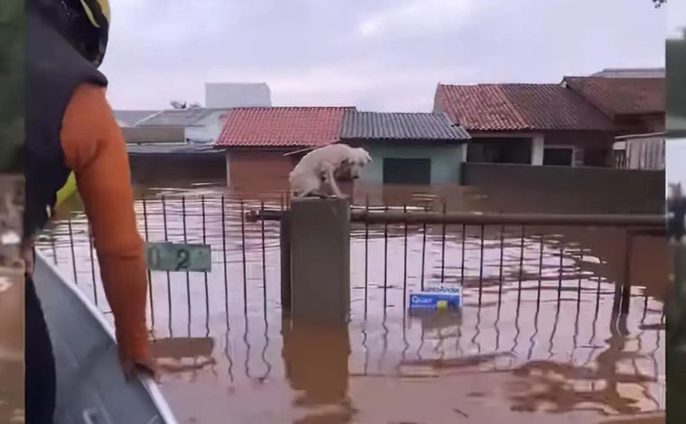 Foto: ReproduÃ§Ã£o - As equipes do Poder PÃºblico e de voluntÃ¡rios resgataram ao menos 3,5 mil animais ilhados pelas chuvas no RS. PorÃ©m, o nÃºmero deve ser bem maior, jÃ¡ que se formaram diversos grupos de voluntÃ¡rios para o salvamento de cÃ£es e gatos 