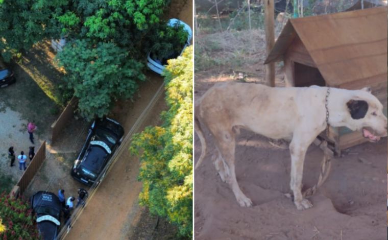 Foto: DivulgaÃ§Ã£o/PCMG - De acordo com o delegado Ricardo Maciel, responsÃ¡vel pela 4Âª Delegacia de PolÃ­cia de Sete Lagoas, os animais eram treinados para 