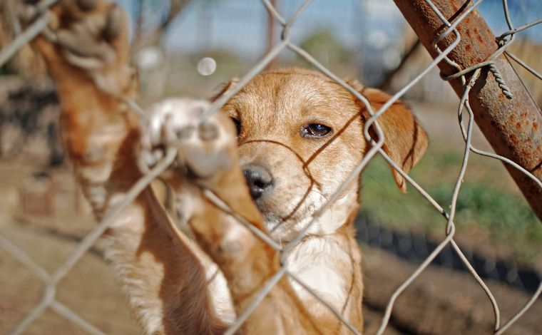 Foto: Getty Images - Todos os animais foram cuidadosamente examinados e estÃ£o em perfeitas condiÃ§Ãµes de saÃºde: castrados, vacinados, vermifugados (MÃºltipla Nacional e AntirrÃ¡bica), microchipados e testados negativos para leishmaniose