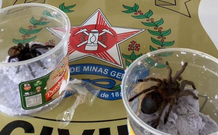 Homem é preso após receber encomenda de aranhas da fauna silvestre em Minas Gerais