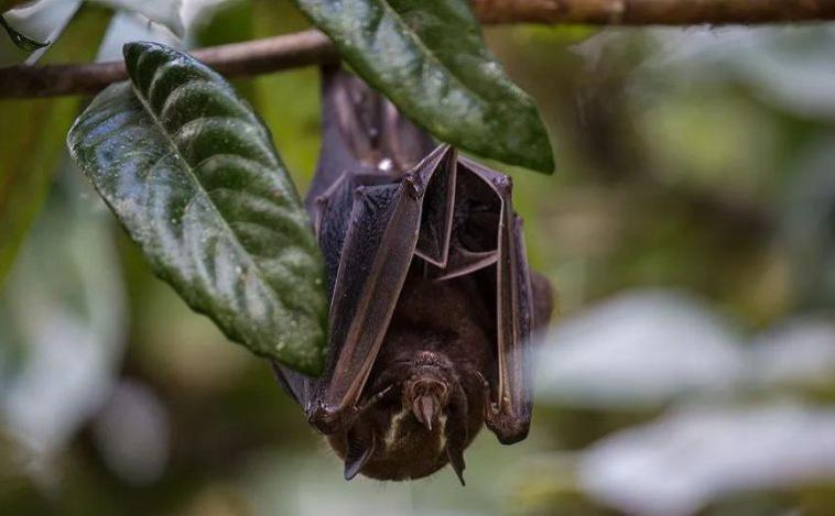 Morcego com vírus da raiva é encontrado na região Centro-Sul de Belo Horizonte