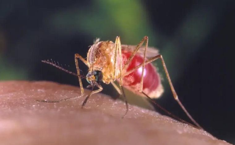 Cidade de Minas Gerais registra dois casos de febre oropouche; conheça doença