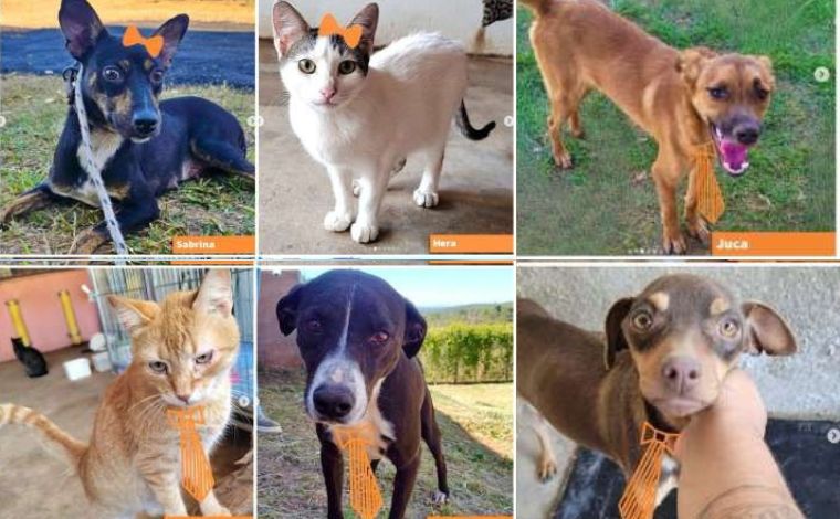 Shopping Sete Lagoas promove feira de adoção de pets neste sábado (22), com desfile e brindes