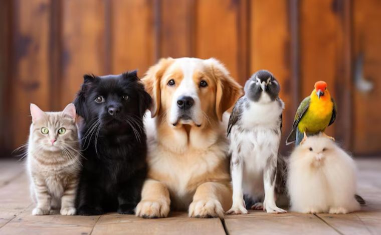Censo Animal começa a mapear população de animais domésticos a partir de 1º de julho em Sete Lagoas 