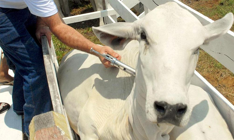 Produtores devem ficar atentos à vacinação contra a febre aftosa