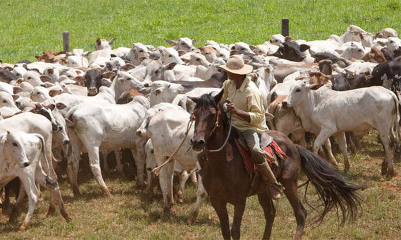 Vacinação contra febre aftosa já começou em todo o estado 