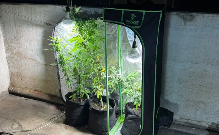 Síndico é preso suspeito de cultivar pés de maconha na cobertura de prédio em MG