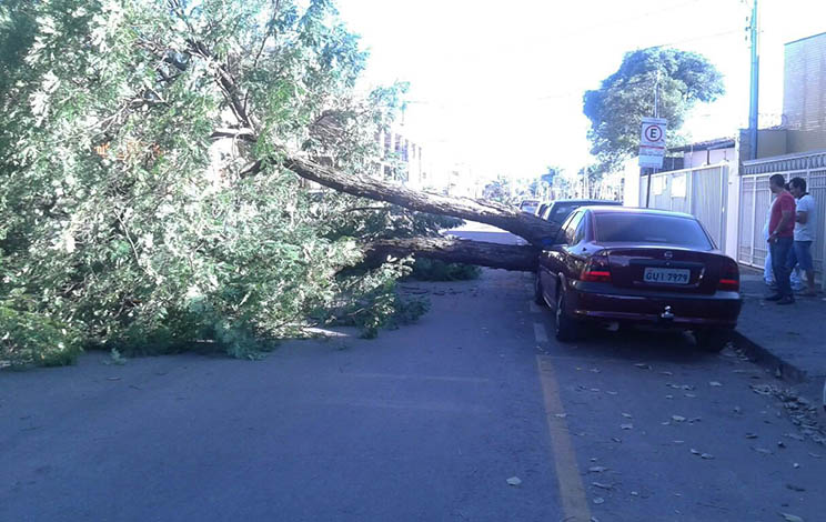 Árvore cai em via pública do Centro de Sete Lagoas e atinge dois veículos