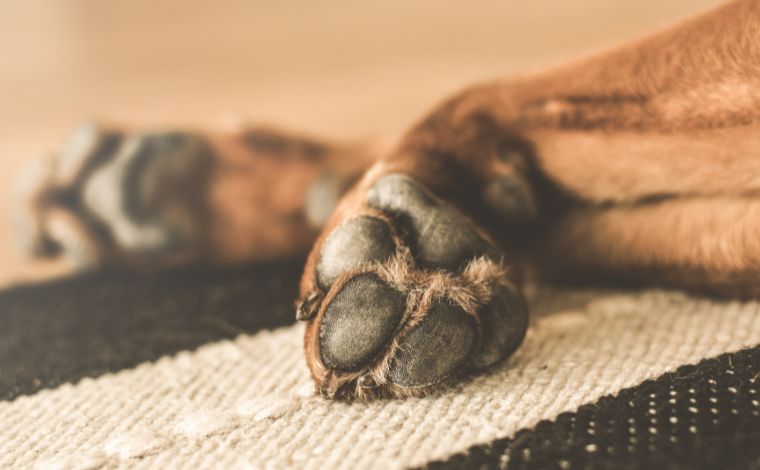 Mulher contrata homem para matar o próprio cachorro em MG; ambos foram indiciados por maus-tratos 