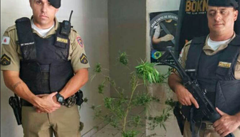 Procurando ladrão, PM apreende pé de maconha em Prudente de Morais