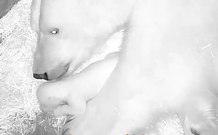 Primeiro filhote de urso-polar da América Latina nasce no Aquário de São Paulo