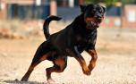 Cães rottweiler escapam de casa e atacam menino de 12 anos em MG; vítima está em estado grave