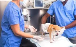 Cadastro para castração gratuita de cães e gatos é aberto em Sete Lagoas; saiba como inscrever pet