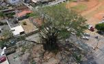 Prefeitura autoriza poda controlada de árvores históricas em Sete Lagoas