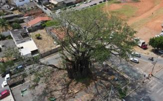Prefeitura autoriza poda controlada de árvores históricas em Sete Lagoas