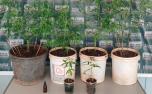 Suspeito de cultivo de maconha é preso com pés da planta e óleo de canabidiol em Sete Lagoas