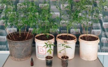 Suspeito de cultivo de maconha é preso com pés da planta e óleo de canabidiol em Sete Lagoas