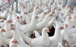 Brasil tem exportações de frango suspensas por China e União Europeia após caso de gripe aviária