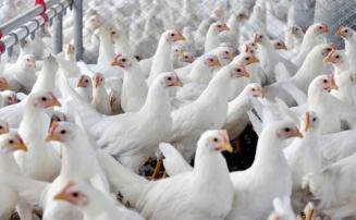 Brasil tem exportações de frango suspensas por China e União Europeia após caso de gripe aviária