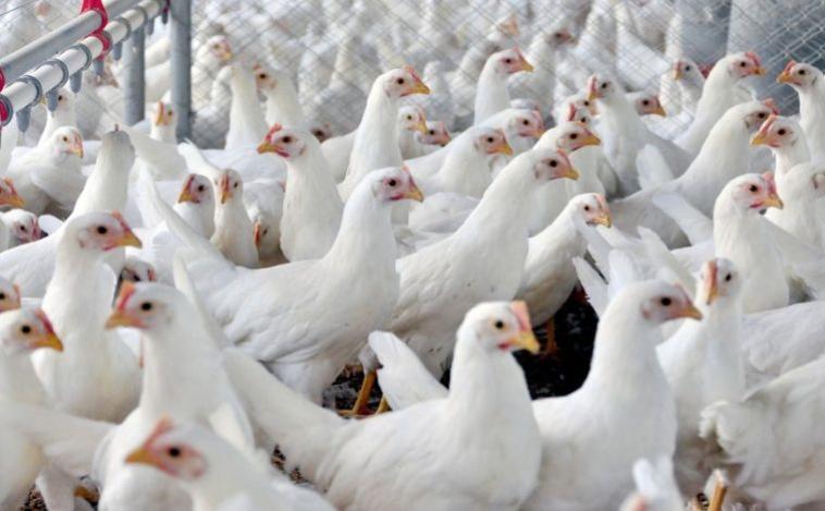 Brasil tem exportações de frango suspensas por China e União Europeia após caso de gripe aviária