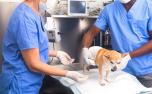 Inscrições para castração gratuita de cães e gatos são abertas em Sete Lagoas; veja 