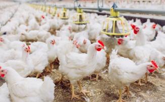 Minas Gerais irá descartar 450 toneladas de ovos como medida preventiva contra gripe aviária