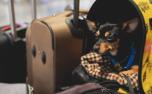 Viagem de animais em ônibus de MG terá cobrança de passagem e regras específicas