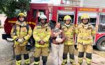 Bombeiros resgatam cachorro durante incêndio em residência no bairro Jardim Arizona, em Sete Lagoas