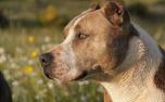 Adolescente grávida é atacada por pitbull em Minas Gerais 