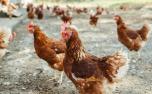 Minas Gerais confirma gripe aviária em galinha doméstica em Esmeraldas