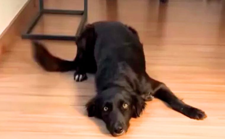 Foto: ReproduÃ§Ã£o - O animal vivia no quarto andar de um prÃ©dio e estava protegido por telas na varanda. Mesmo com essa estrutura de seguranÃ§a, a cadela acabou rompendo a tela e pulando, nÃ£o resistindo Ã  queda