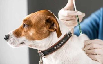Sete Lagoas promove vacinação antirrábica para cães e gatos em setembro