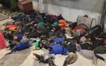 PM fecha rinha de galos e resgata 143 aves com sinais de maus-tratos na Grande BH